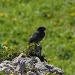 Laerchenhuette * Tauplitzalm