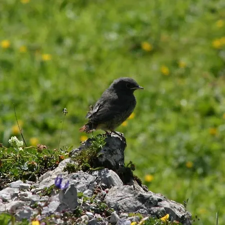 Laerchenhuette * Tauplitzalm