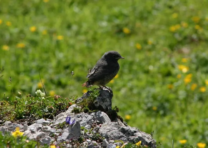 Laerchenhuette * Tauplitzalm