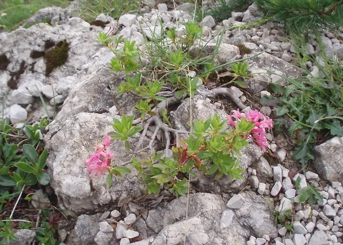 Laerchenhuette شقة Tauplitzalm